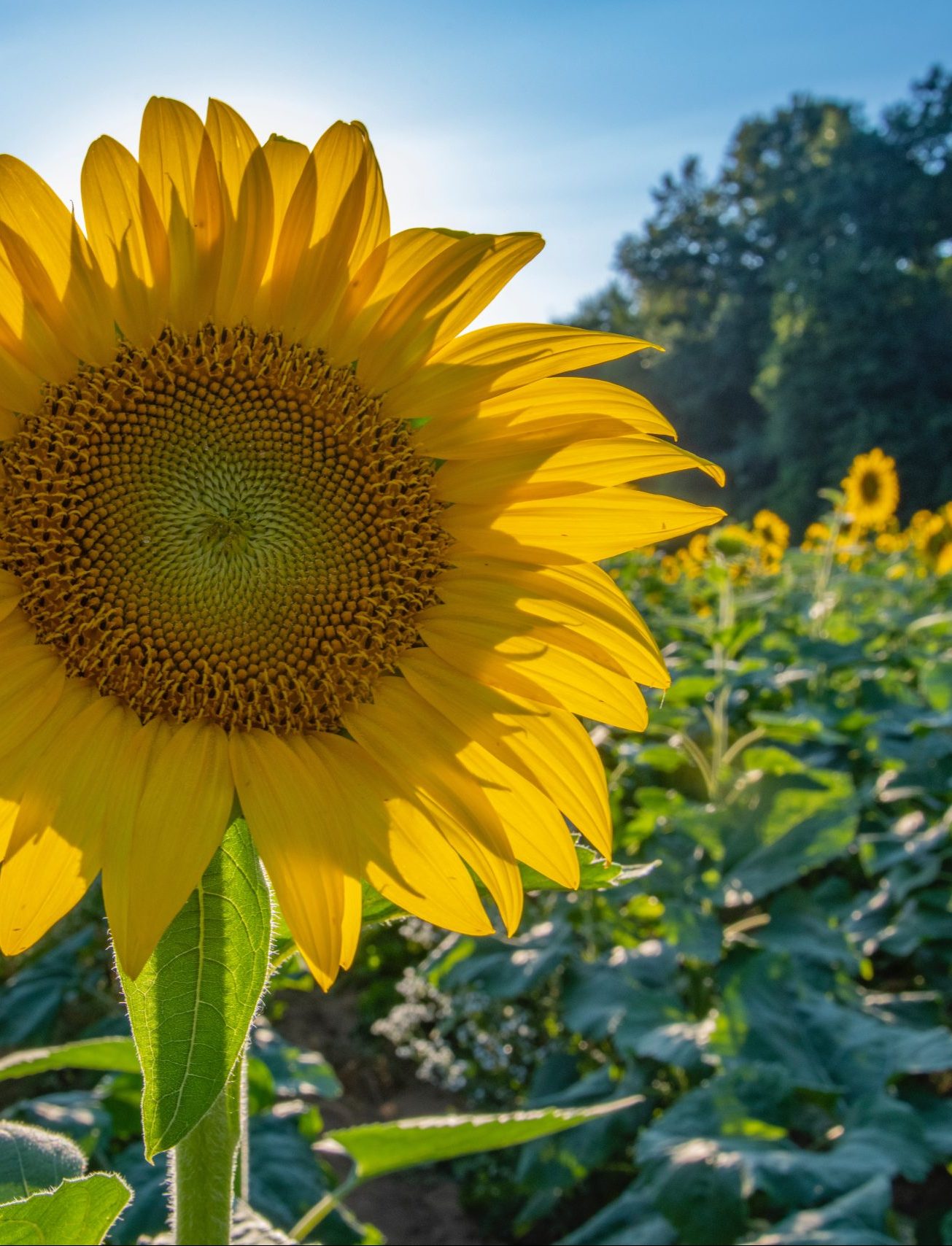 Sonnenblumen-Anbau