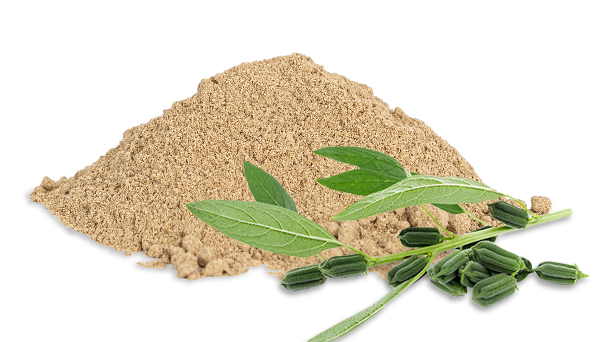 Sesamprotein