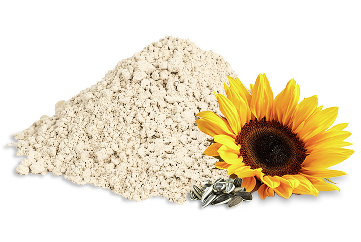 Sonnenblumenprotein